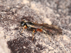 Ichneumonoidea
