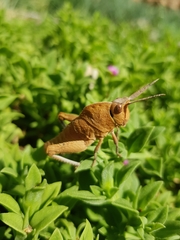 Lobosceliana