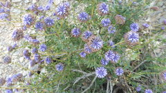 Globularia alypum