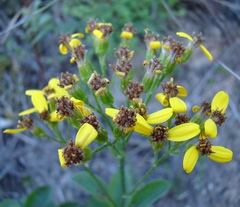 Senecio crenatus