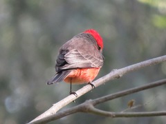 Pyrocephalus rubinus