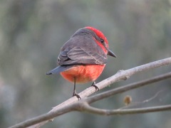 Pyrocephalus rubinus