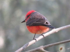 Pyrocephalus rubinus