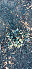 Crassula corallina