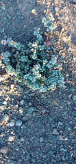 Crassula corallina