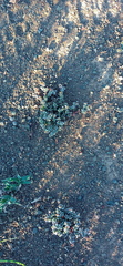 Crassula corallina