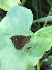 Iambrix salsala salsala