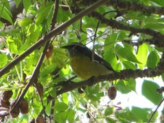 Coereba flaveola