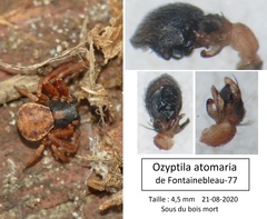 Ozyptila atomaria