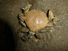 Matuta victor
