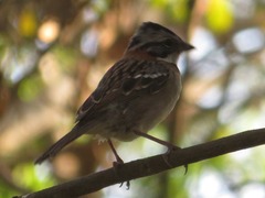 Zonotrichia capensis