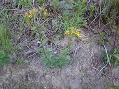 Senecio crenatus