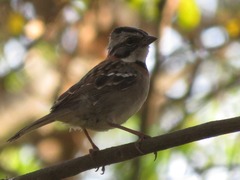 Zonotrichia capensis
