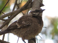 Mimus longicaudatus