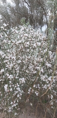 Retama monosperma