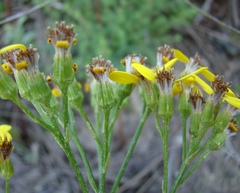Senecio crenatus