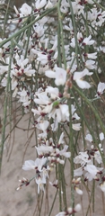 Retama monosperma