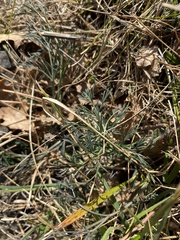 Trinia glauca