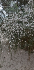 Retama monosperma
