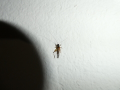 Trigonidium cicindeloides