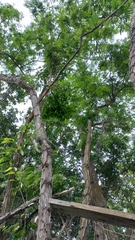 Piptadenia gonoacantha