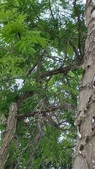 Piptadenia gonoacantha