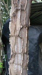 Piptadenia gonoacantha