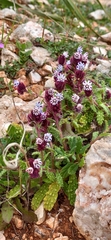 Anchusa variegata