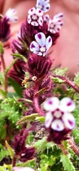 Anchusa variegata