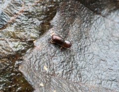 Xyleborinus saxesenii