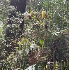 Banksia integrifolia compar