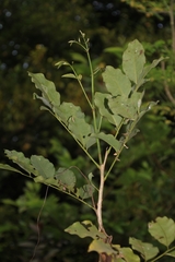 Pterocarpus santalinus