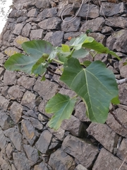 Ficus carica