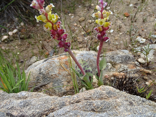 Image of Lachenalia membranacea by no rights reserved