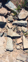 Crassula corallina