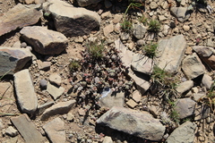 Crassula corallina