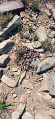 Crassula corallina