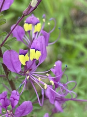 Cleome elegantissima