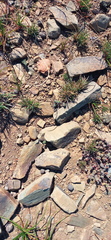 Crassula corallina
