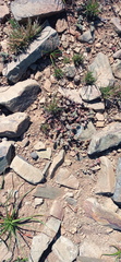 Crassula corallina