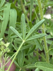 Cleome elegantissima