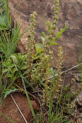 Crassula lanceolata transvaalensis
