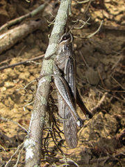 Schistocerca subspurcata