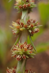 Crassula lanceolata transvaalensis