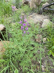 Cleome elegantissima
