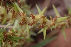 Crassula lanceolata transvaalensis
