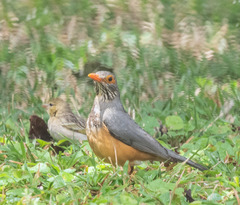Turdus tephronotus