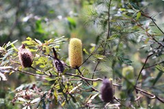 Banksia integrifolia compar