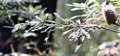 Banksia integrifolia compar