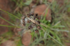 Helichrysum krebsianum